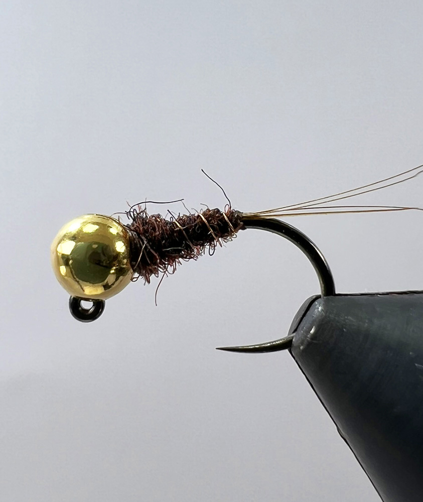 Small Grayling Brown